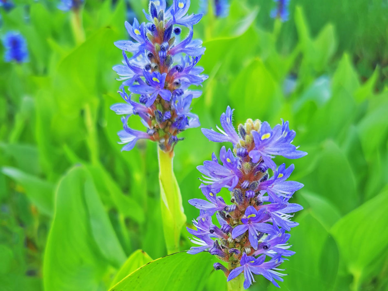 Hechtkraut - Pontederia cordata